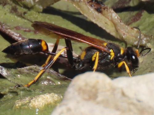 Réf. 310 882 : Sceliphron caementarium